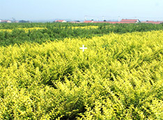 兴隆热带植物园 | 海南热带植物园