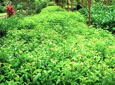 西双版纳热带植物园 | 勐仑植物园 | 葫芦岛热带植物园 | 云南省热带植物园