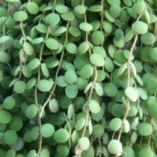 串钱藤 | 纽扣藤 | 纽扣玉藤 | 百万心 | 萝藦科