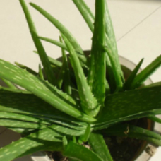 中华芦荟 | 斑纹芦荟 | 中国芦荟 | 元江芦荟 | 百合科