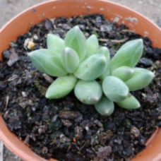 千代田之松 | 景天科