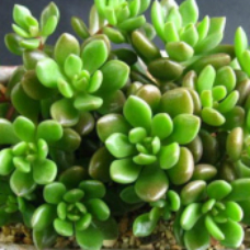 立田凤 | 景天科