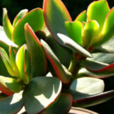 燕子掌 | 玉树 | 景天树 | 八宝 | 看青 | 冬青 | 肉质万年青 | 景天科