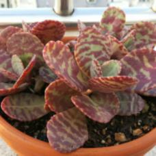 斑点伽蓝菜 | 江户紫 | 景天科