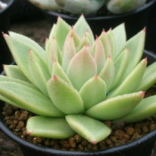 东云 | 龙舌兰莲座草 | 景天科