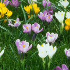 番红花 | 西红花 | 藏红花 | 鸢尾科