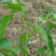 龙葵 | 龙葵草 | 天茄子 | 苦葵 | 野辣椒 | 野海椒 | 黑茄子 | 野葡萄 | 茄科